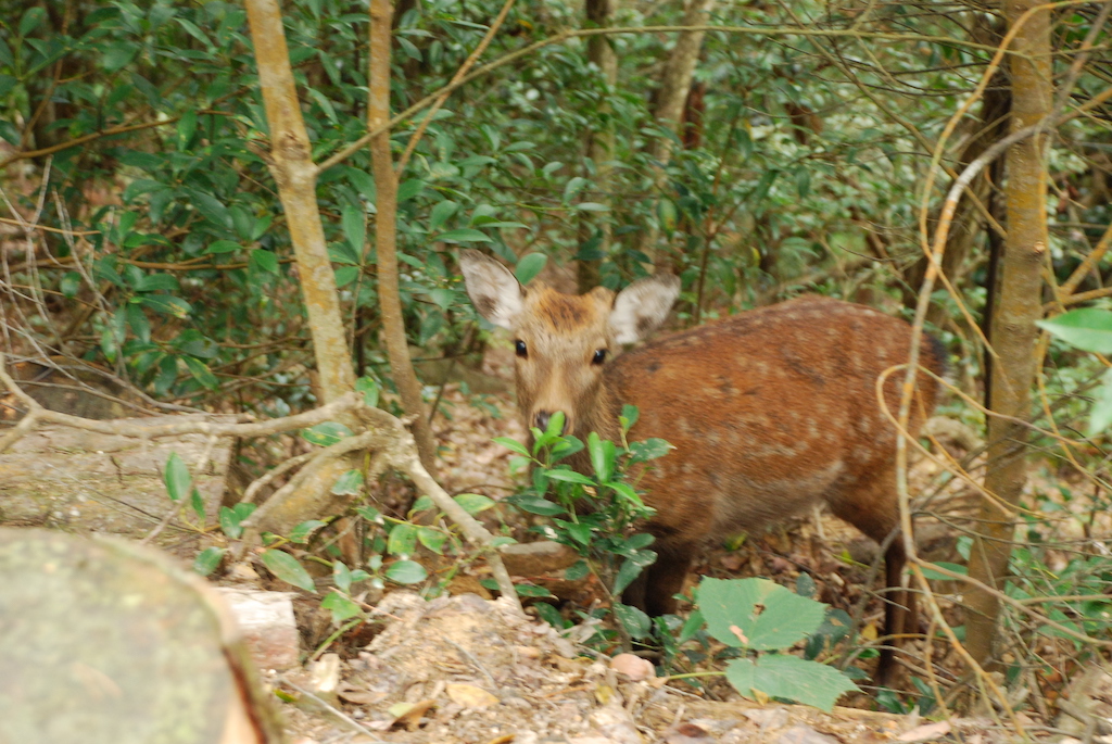 Deer on the trail - there are plenty of them everywhere in Miyajima